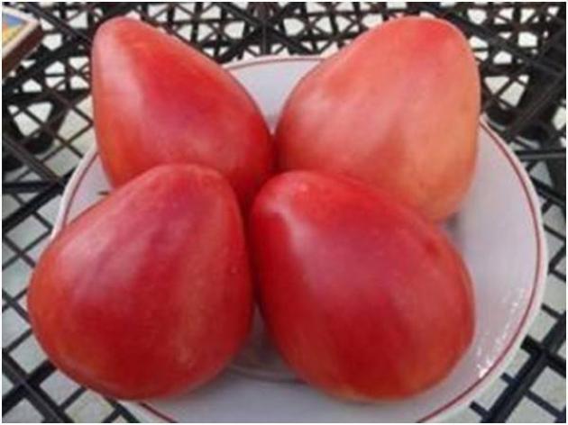 Томат Фьюб 4