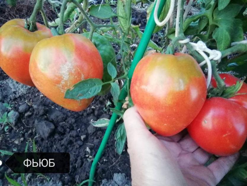 Томат Фьюб 6