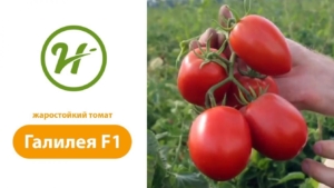 Томат Галилея