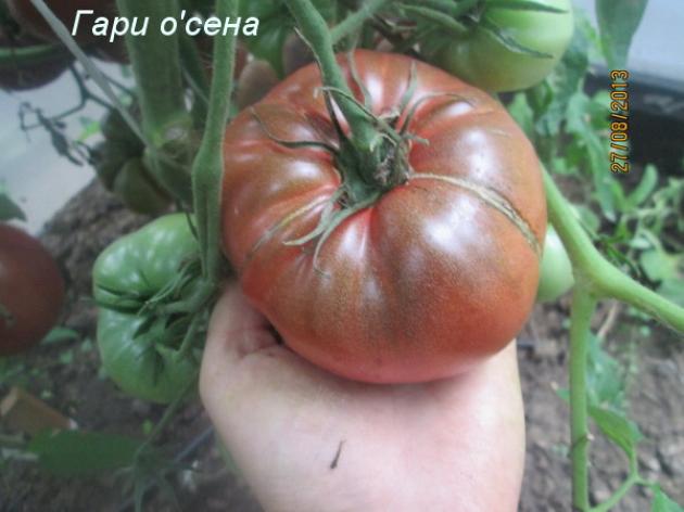 Томат Гари о Сена 2