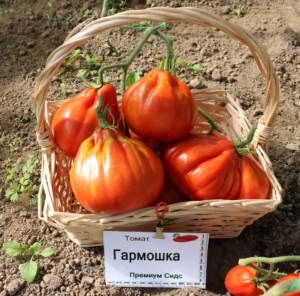 Томат Гармошка