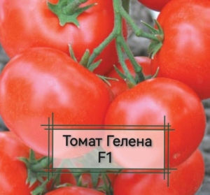 Томат Гелена