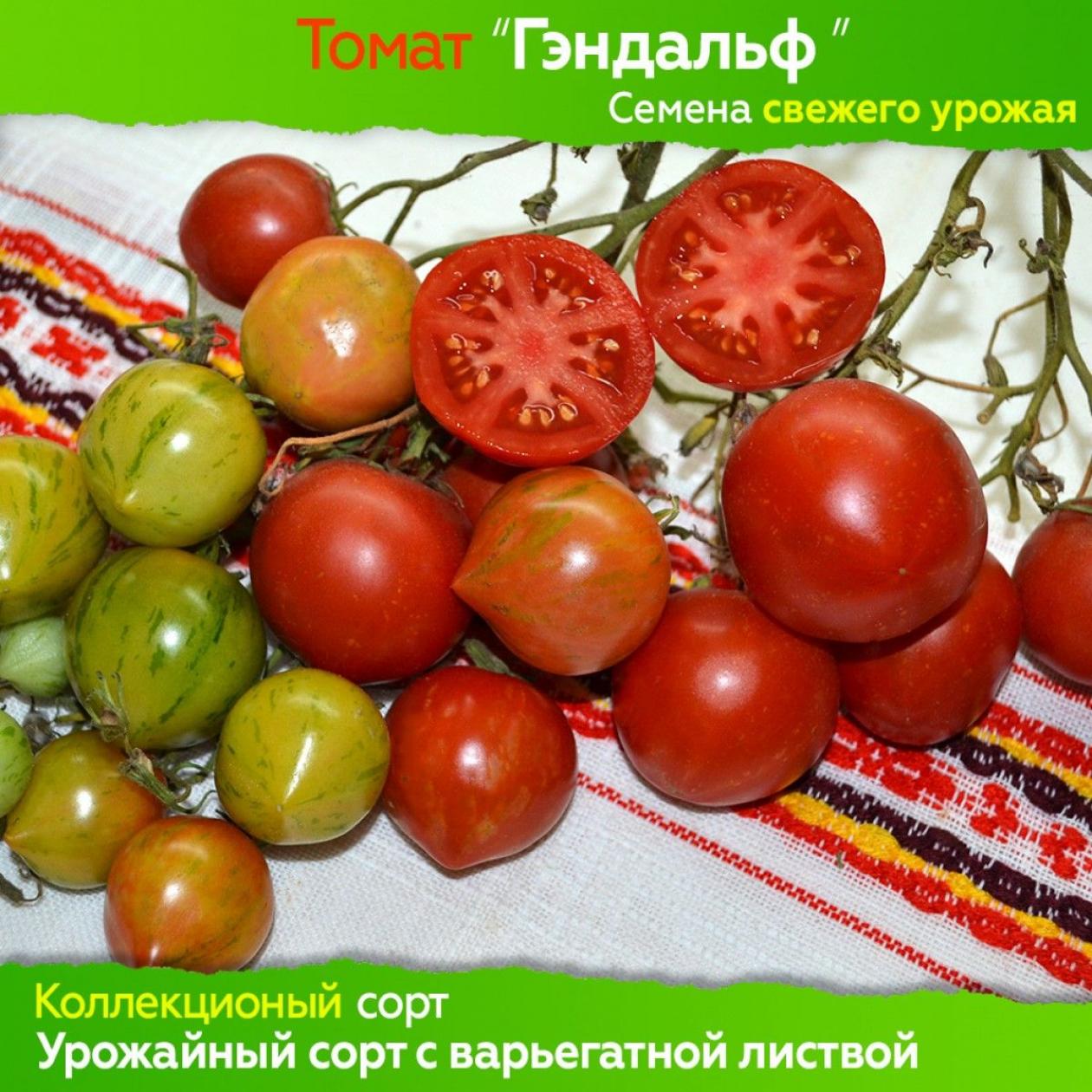 Томат Гэндальф 2