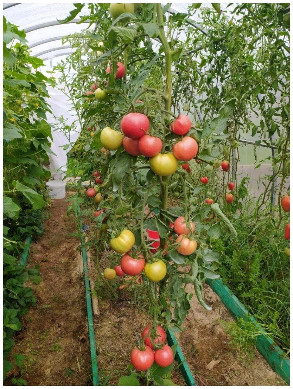 Томат Герман 5