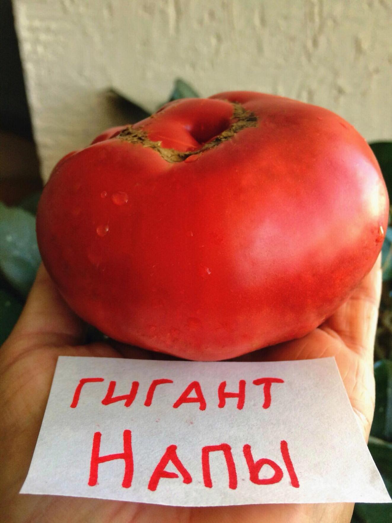 Томат Гигант Напы 2