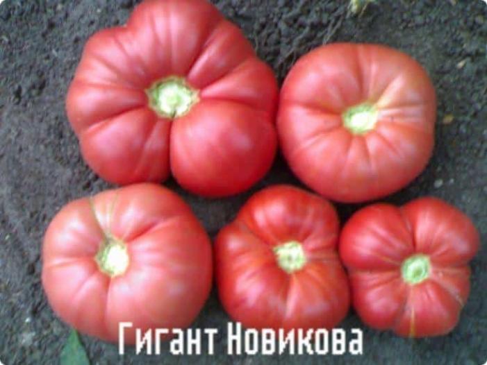 Томат Гигант Новикова 3