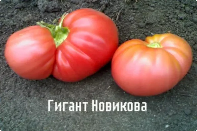 Томат Гигант Новикова 4