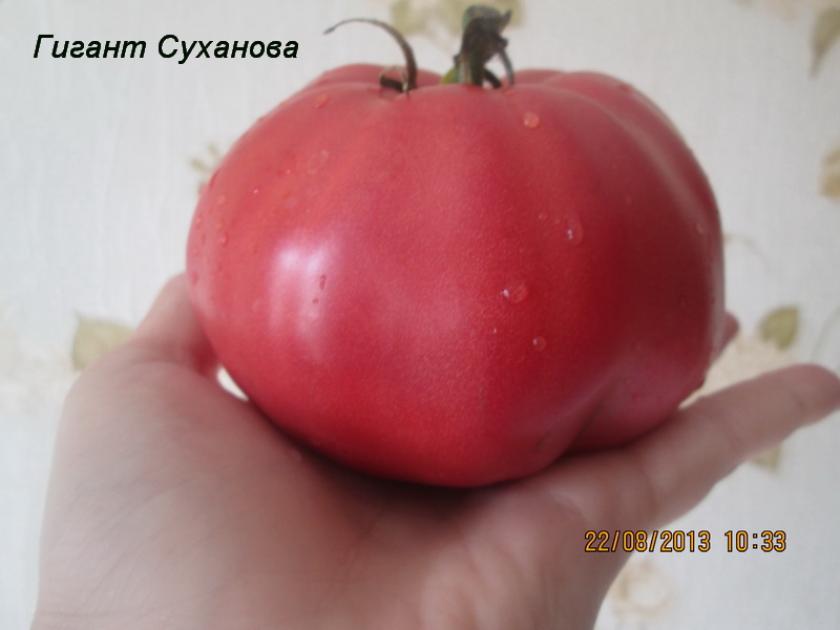Томат Гигант Суханова 3