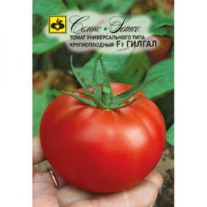 Томат Гилгал
