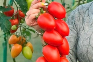 Томат Гипербола