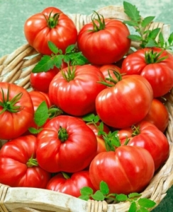 Томат Гладиатор