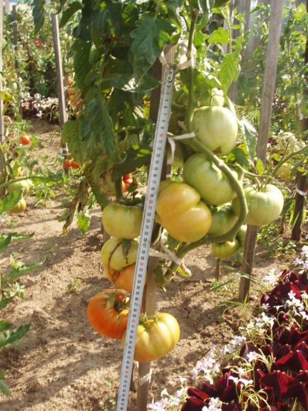 Томат Главный калибр 2