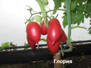 Томат Глория