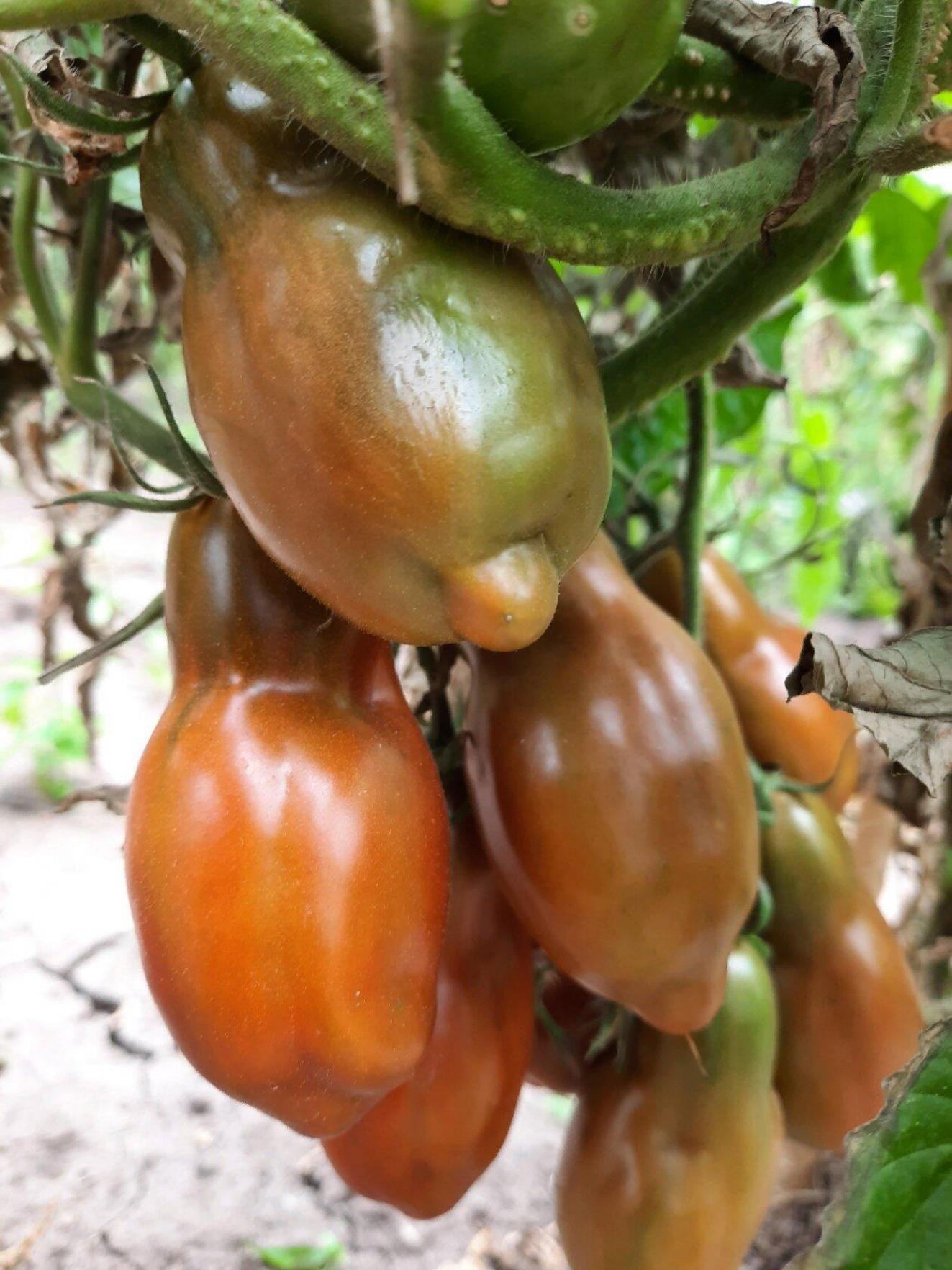 Томат Глубокий космос 2