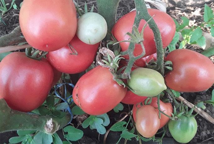 Томат Гном Балет Мелани