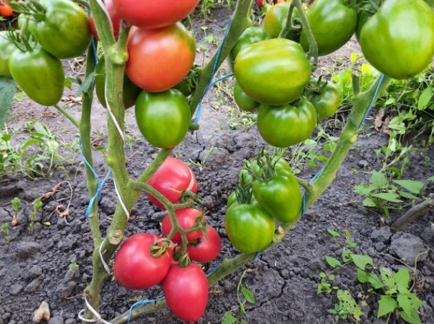 Томат Гном Балет Мелани 2