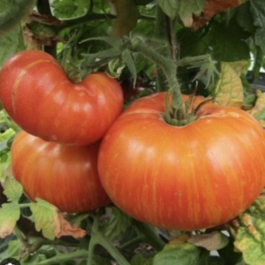 Томат Гном ДСА