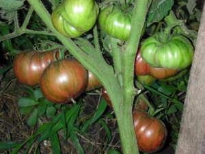 Томат Гном Фестиваль Аделаиды