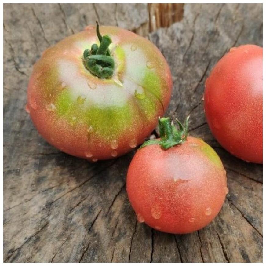 Томат Гном Кардинал Маура 2
