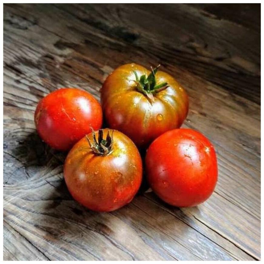 Томат Гном Кардинал Маура 3