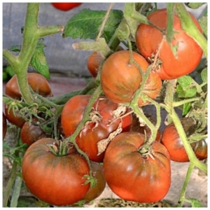 Томат Гном Кардинал Маура