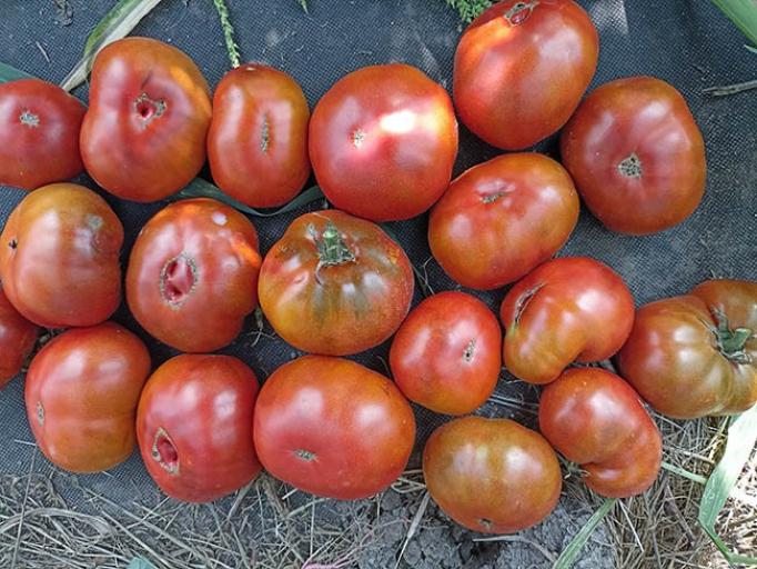 Томат Гном Король Арамис 2