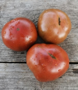 Томат Гном Король Арамис