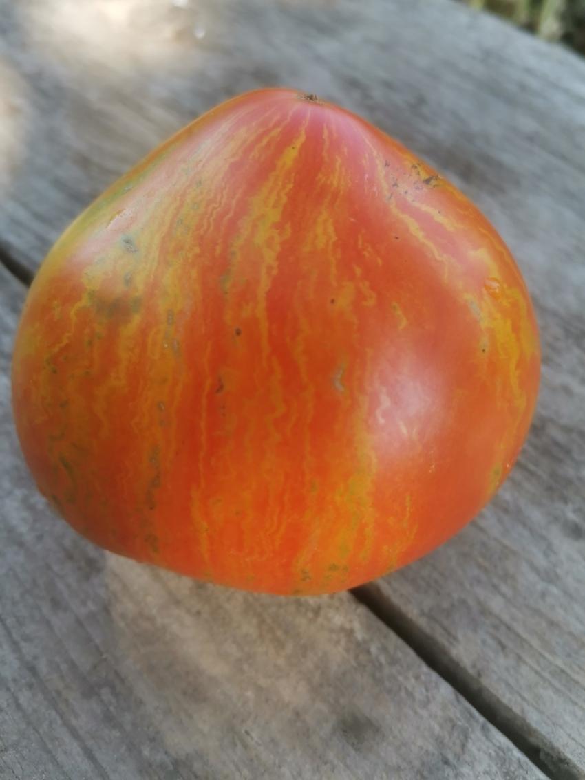 Томат Гном Крапчатое сердце