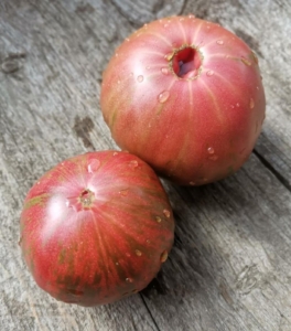 Томат Гном Металлика