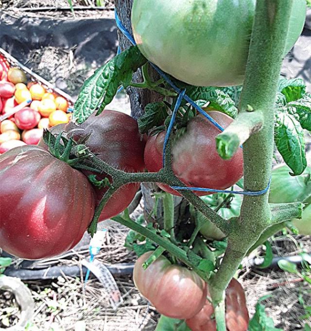 Томат Гном Мгла Винса