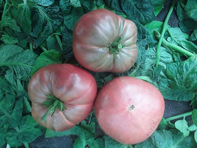 Томат Гном Мгла Винса 2