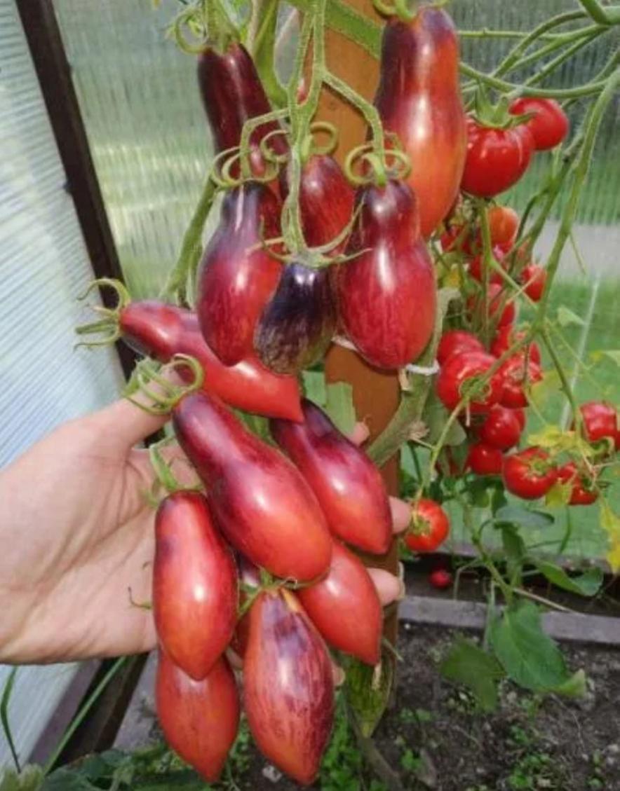 Томат Гном Розовая пантера 2