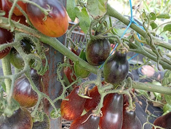 Томат Гном Розовая пантера 3