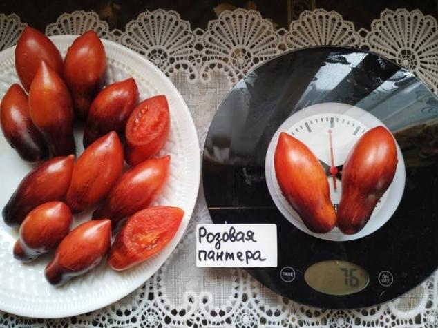 Томат Гном Розовая пантера