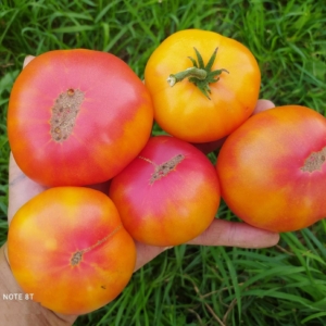 Томат Гном Русский вихрь