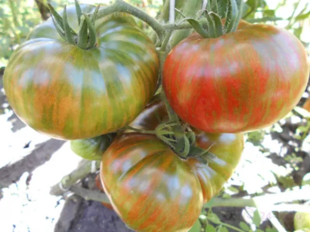 Томат Гном Шоколадная молния 4