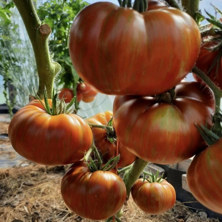 Томат Гном Шоколадный Чемпион 3