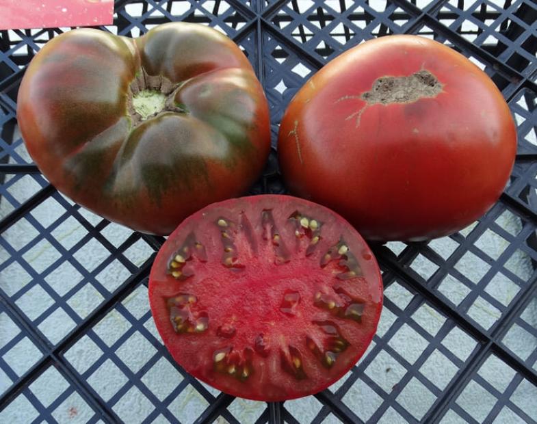 Томат Гном Шоколадный Чемпион 4