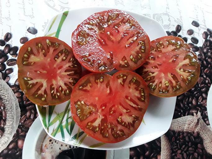 Томат Гном Шоколадный Чемпион