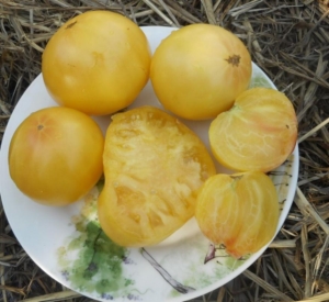 Томат Гном Сладкая Сью