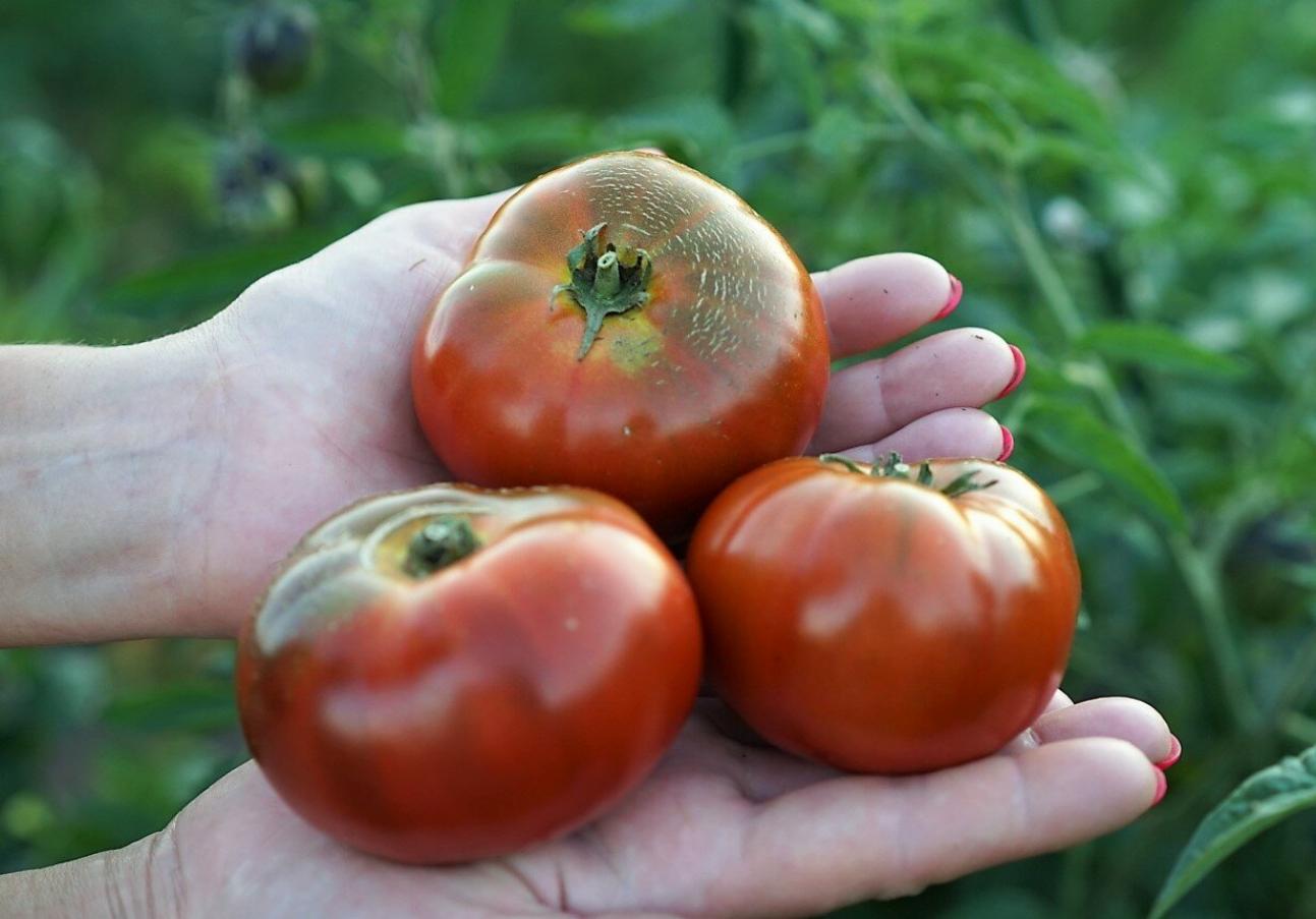 Томат Гном Спящая леди 3