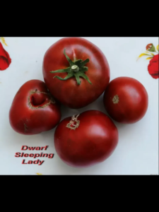 Томат Гном Спящая леди