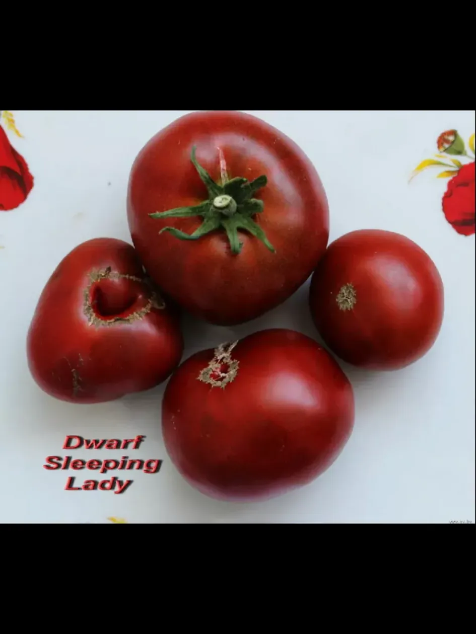 Томат Гном Спящая леди