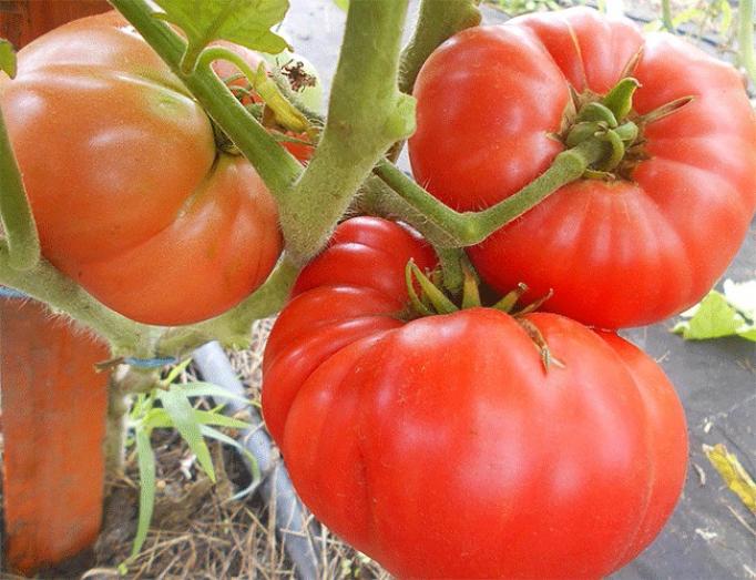 Томат Гном Уэверли 3