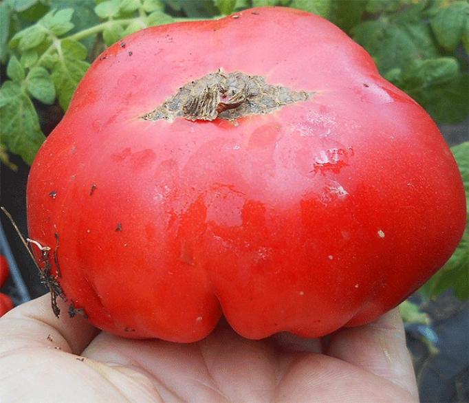 Томат Гном Уэверли 2