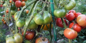 Томат Гном Вкусное вино