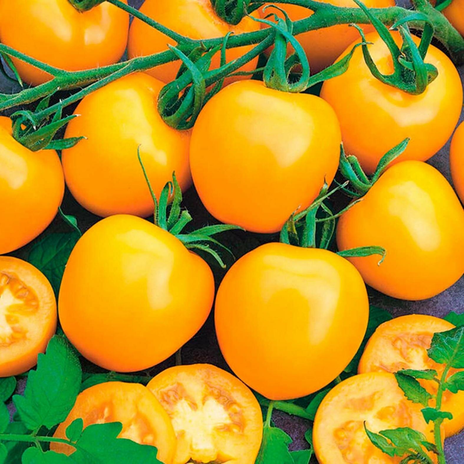 Томат Голд Раш 2