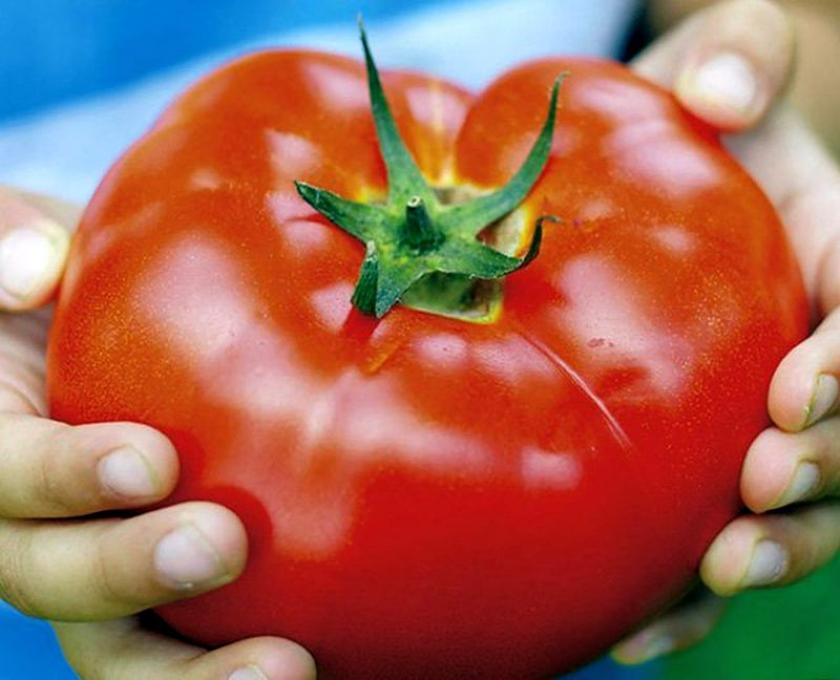 Томат Голиаф 3