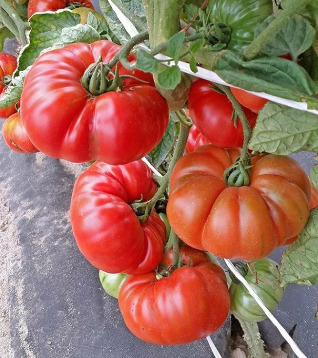 Томат Голиаф 4
