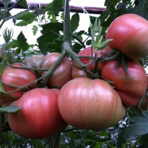 Томат Голиаф